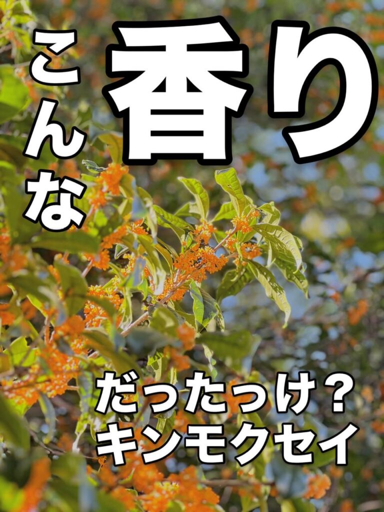 キンモクセイって、こんな香りだっけ？子どもとの夜散歩で感じたこと