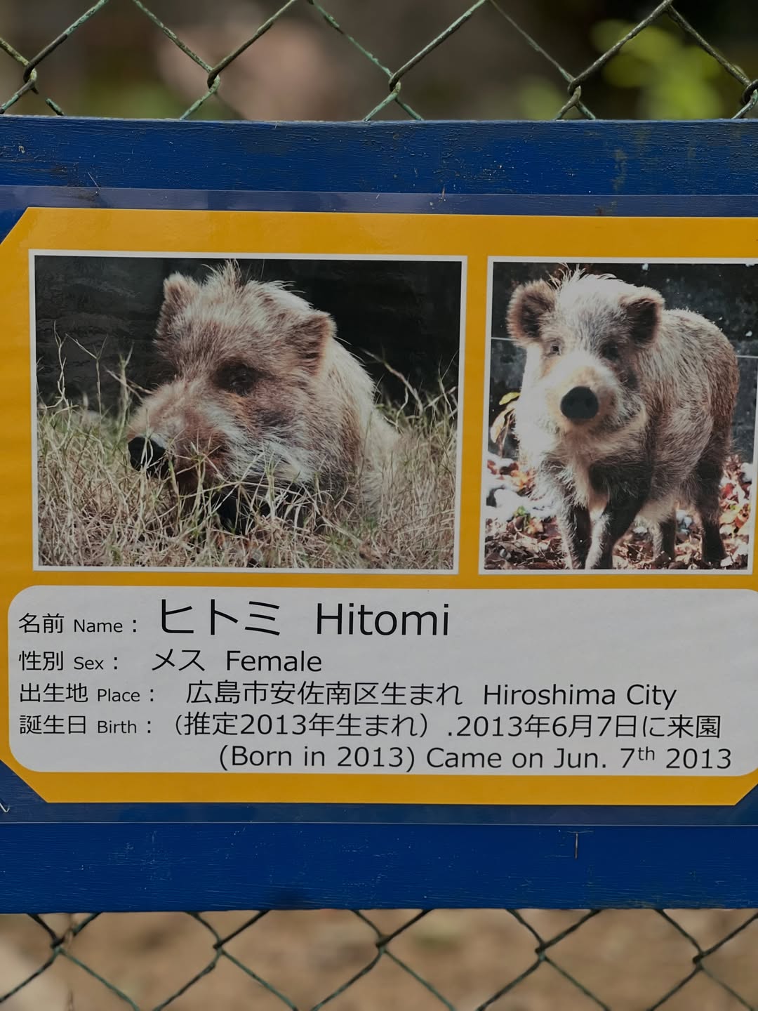安佐動物公園 イノシシのヒトミちゃんの紹介看板